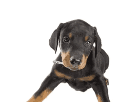 Doberman