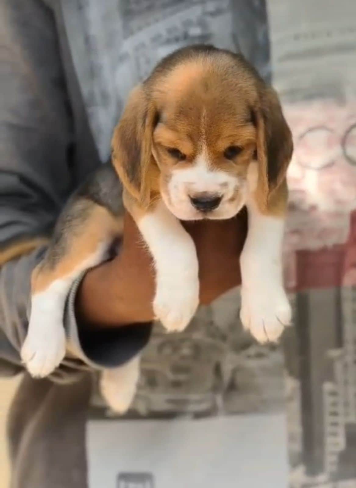 Snoopy Beagle