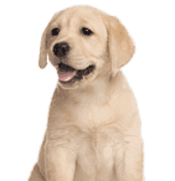 Labrador