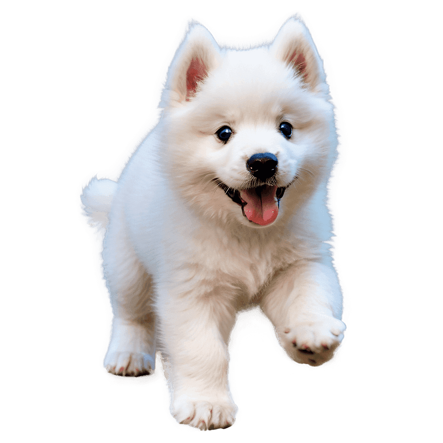 Samoyed