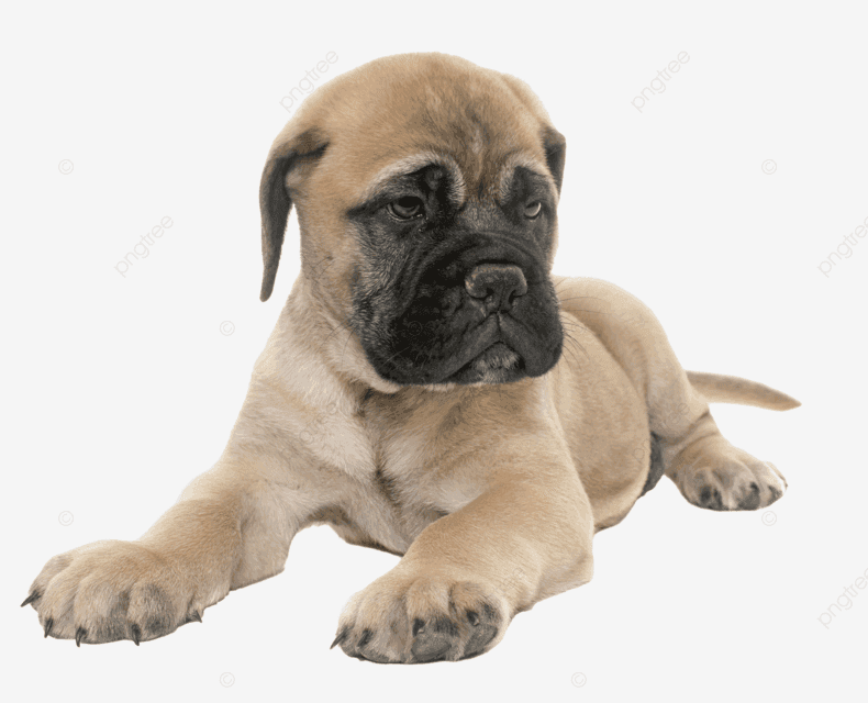 Mastiff