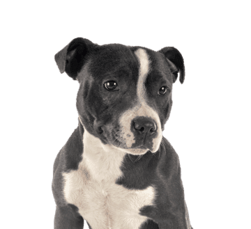 American Pitbull