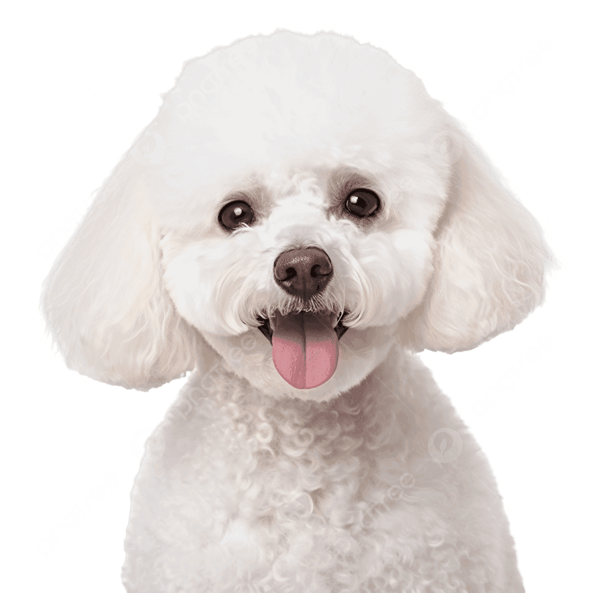 Poodle
